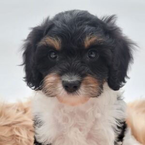 🐾 Chance – Male Cavapoo Puppy for Sale