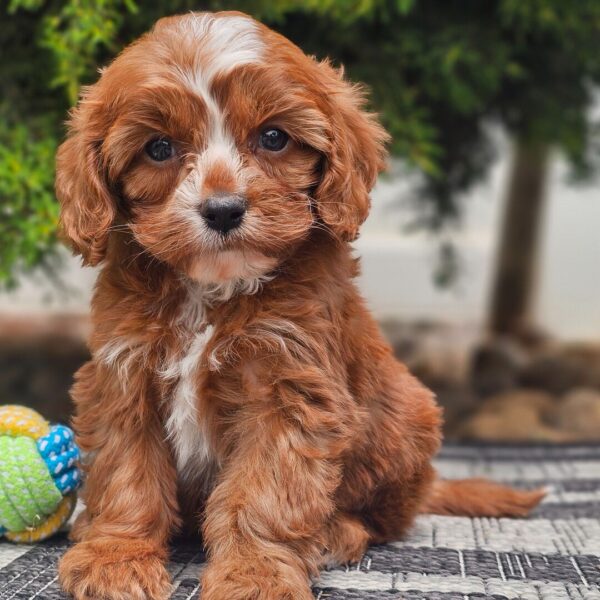 🐾 Becca – Female Cavapoo Puppy for Sale - Image 4