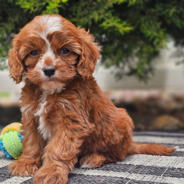 🐾 Becca – Female Cavapoo Puppy for Sale - Image 3