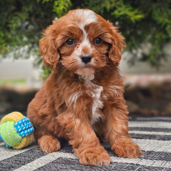 🐾 Becca – Female Cavapoo Puppy for Sale - Image 2