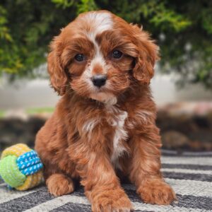 🐾 Becca – Female Cavapoo Puppy for Sale