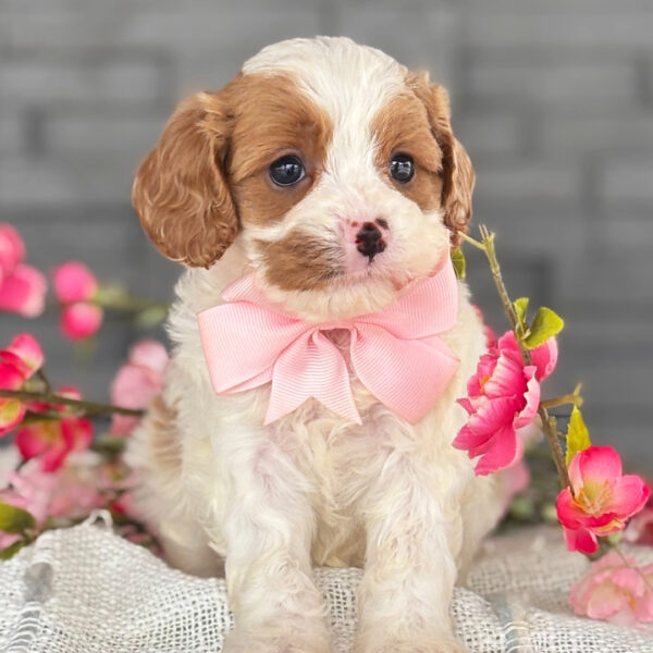 🐾 Bindi – Female Cavapoo Puppy for Sale - Image 2