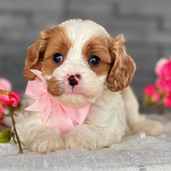🐾 Bindi – Female Cavapoo Puppy for Sale - Image 3