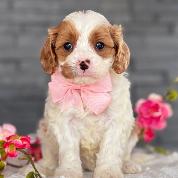 🐾 Bindi – Female Cavapoo Puppy for Sale - Image 4