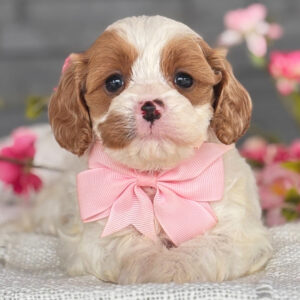 🐾 Bindi – Female Cavapoo Puppy for Sale