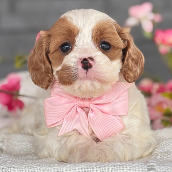 🐾 Bindi – Female Cavapoo Puppy for Sale