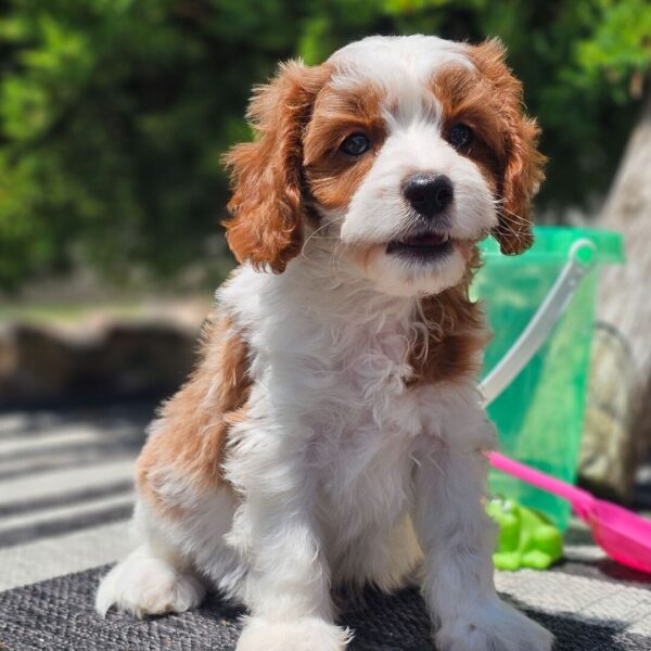 🐾 Bentley – Male Cavapoo Puppy for Sale - Image 2