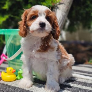 🐾 Bentley – Male Cavapoo Puppy for Sale