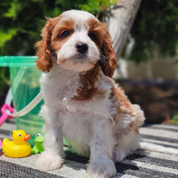 🐾 Bentley – Male Cavapoo Puppy for Sale