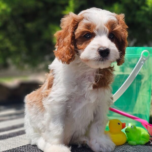 🐾 Bentley – Male Cavapoo Puppy for Sale - Image 4
