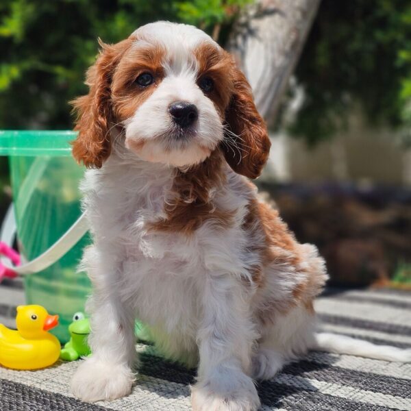 🐾 Bentley – Male Cavapoo Puppy for Sale - Image 3
