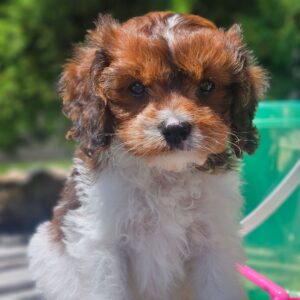 🐾 Baxter – Male Cavapoo Puppy for Sale