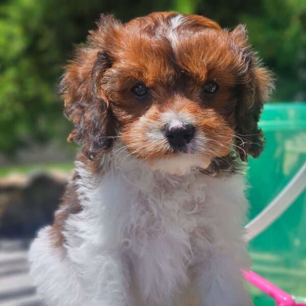 🐾 Baxter – Male Cavapoo Puppy for Sale