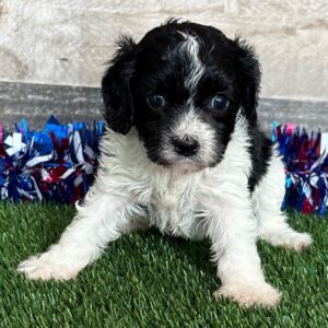 🐾 Chloe – Female Cavapoo Puppy for Sale
