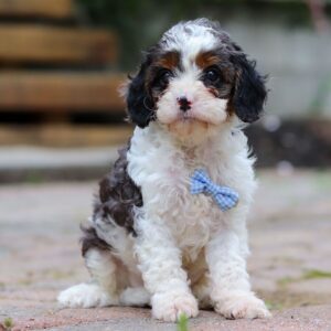 🐾 Jorg – Male Cavapoo Puppy for Sale