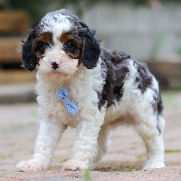 🐾 Jorg – Male Cavapoo Puppy for Sale - Image 3