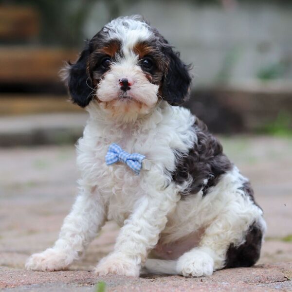 🐾 Jorg – Male Cavapoo Puppy for Sale - Image 4