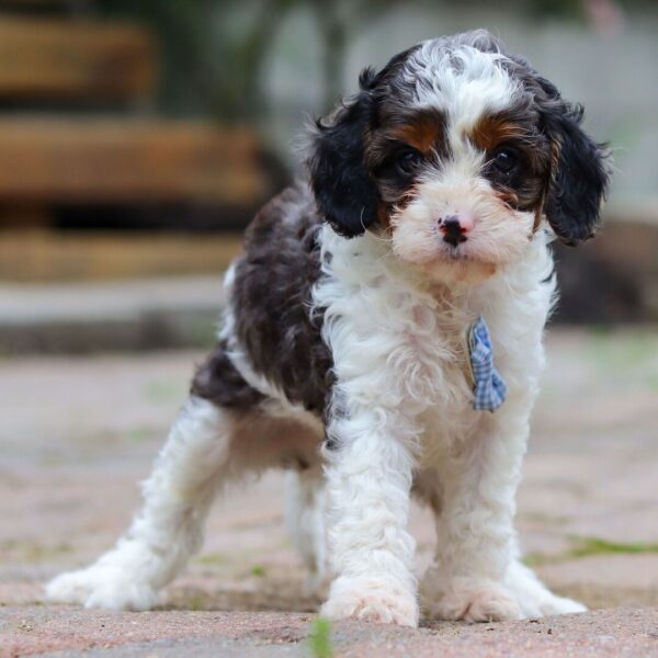 🐾 Jorg – Male Cavapoo Puppy for Sale - Image 2
