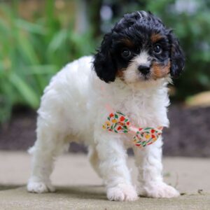 🐾 Salina – Female Cavapoo Puppy for Sale