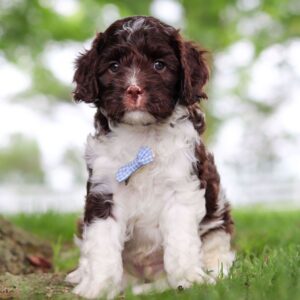 🐾 Cocoa – Male Cavapoo Puppy for Sale
