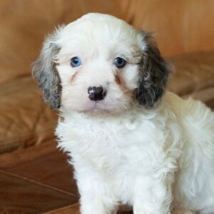 🐾 Sully – Male Cavapoo Puppy for Sale