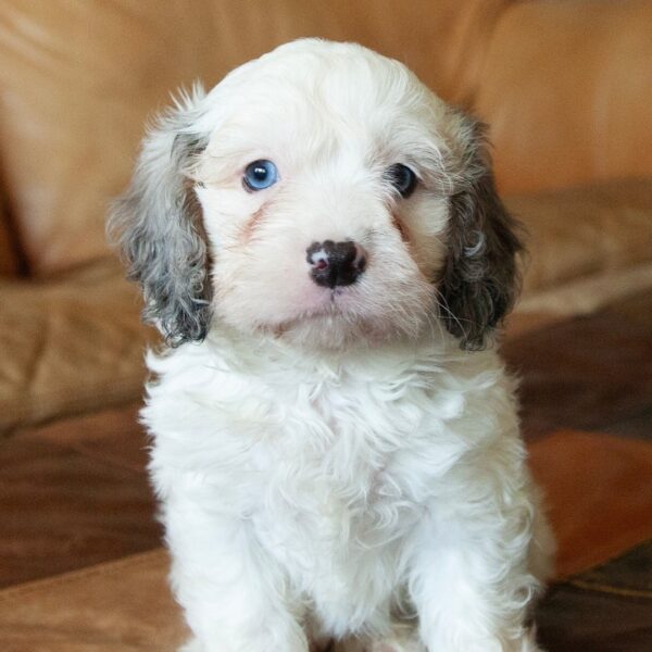 🐾 Sully – Male Cavapoo Puppy for Sale - Image 4