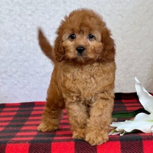 🐾 Ivory – Female Cavapoo Puppy for Sale