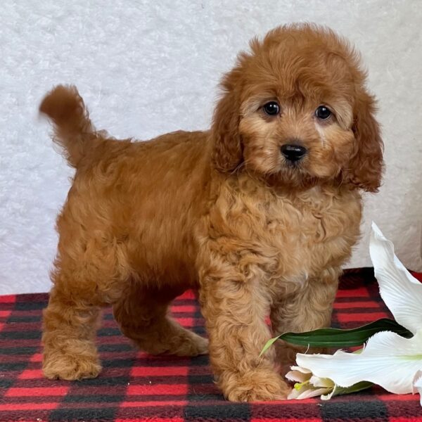 🐾 Ivory – Female Cavapoo Puppy for Sale - Image 4