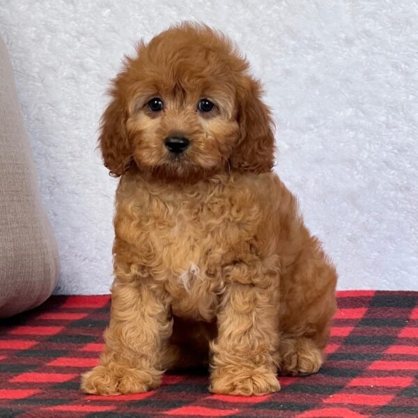 🐾 Ivory – Female Cavapoo Puppy for Sale - Image 3