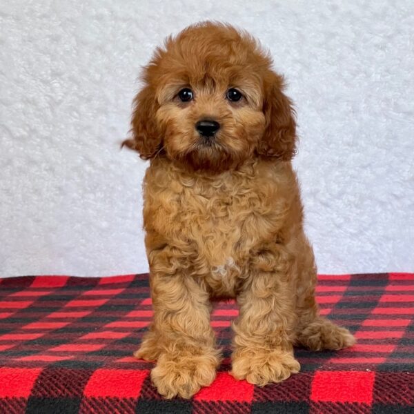 🐾 Ivory – Female Cavapoo Puppy for Sale - Image 2