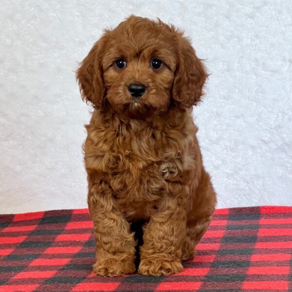 🐾 Ira – Male Cavapoo Puppy for Sale