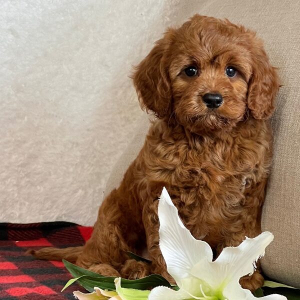 🐾 Ira – Male Cavapoo Puppy for Sale - Image 4