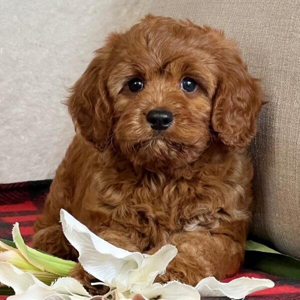 🐾 Ira – Male Cavapoo Puppy for Sale - Image 3