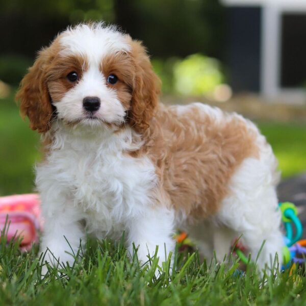 🐾 Angela – Female Cavapoo Puppy for Sale - Image 2