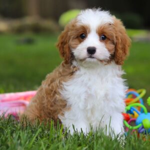 🐾 Angela – Female Cavapoo Puppy for Sale