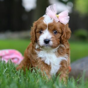 🐾 Zarra – Female Cavapoo Puppy for Sale