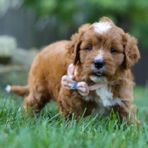 🐶 Meet Alexia – Adorable Female Cavapoo Puppy for Sale | Ready for Her Forever Home!