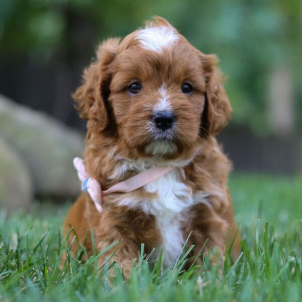 🐶 Meet Alexia – Adorable Female Cavapoo Puppy for Sale | Ready for Her Forever Home! - Image 4