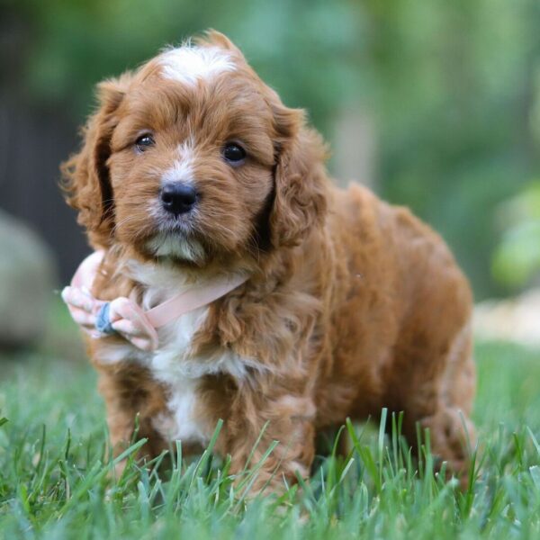 🐶 Meet Alexia – Adorable Female Cavapoo Puppy for Sale | Ready for Her Forever Home! - Image 3