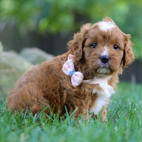 🐶 Meet Alexia – Adorable Female Cavapoo Puppy for Sale | Ready for Her Forever Home! - Image 2
