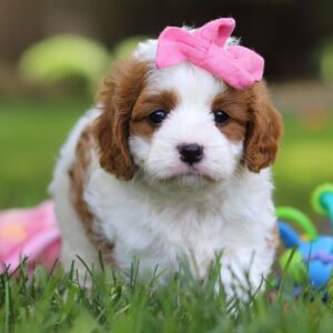 🐾 Fleur – Female Cavapoo Puppy for Sale
