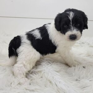 🐾 Logan – Male Cavapoo Puppy for Sale