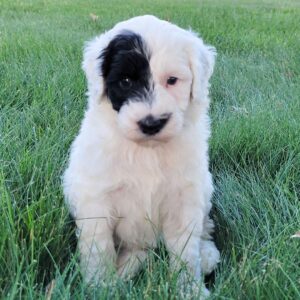 🐾 Luka – Male Cavapoo Puppy for Sale