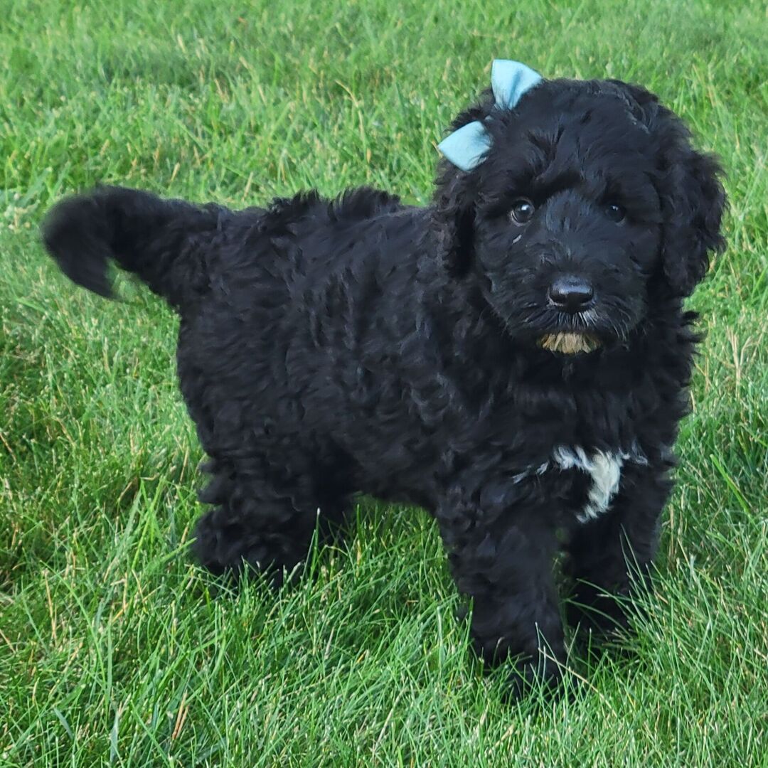 ๐พ Lanie โ Female Cavapoo Puppy for Sale