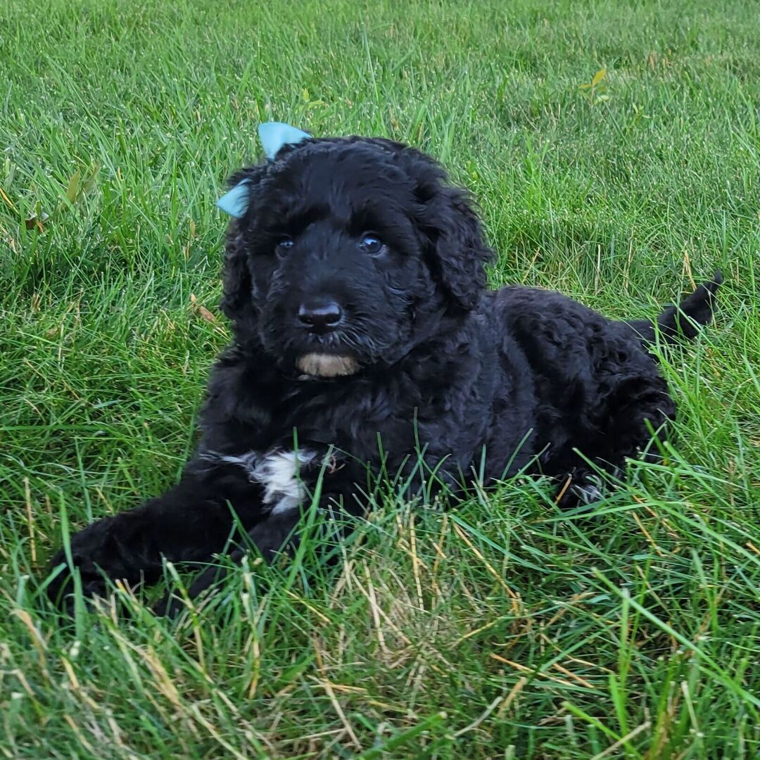 ๐พ Lanie โ Female Cavapoo Puppy for Sale - Image 3