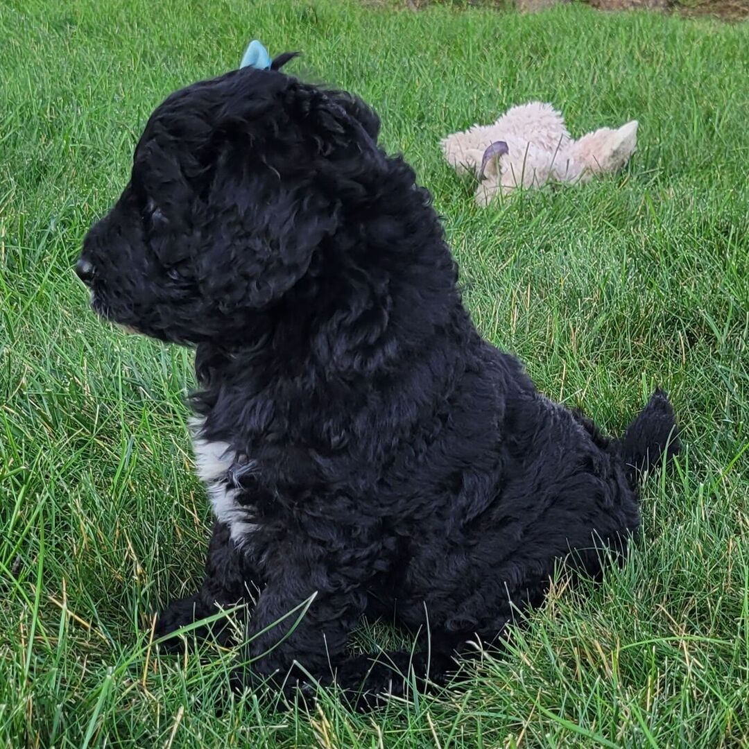 ๐พ Lanie โ Female Cavapoo Puppy for Sale - Image 2