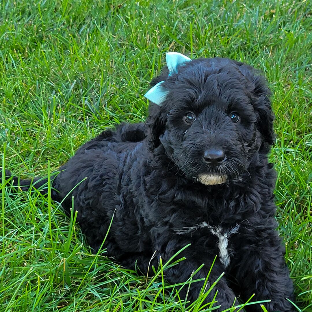 ๐พ Lanie โ Female Cavapoo Puppy for Sale - Image 4