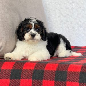 🐾 Jagger – Male Cavapoo Puppy for Sale
