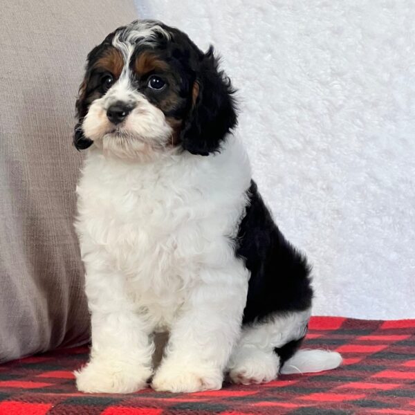 🐾 Jagger – Male Cavapoo Puppy for Sale - Image 2