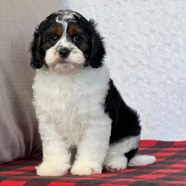 🐾 Jagger – Male Cavapoo Puppy for Sale - Image 3